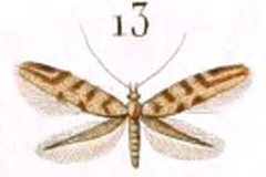 Phyllonorycter comparella