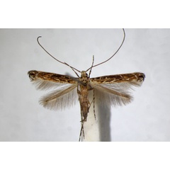 /filer/webapps/moths_gc/media/images/L/labyrinthica_Stomphastis_A_ZSM_2.jpg