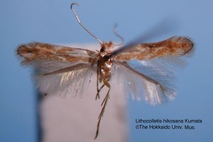 Phyllonorycter hikosana