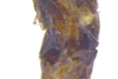 Conopomorpha sinensis