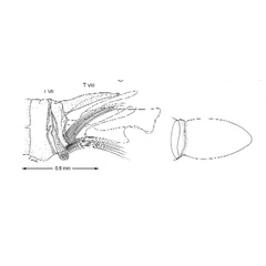 /filer/webapps/moths_gc/media/images/S/schinusae_Leurocephala_GM_Davis et al_2011_76_2.jpg