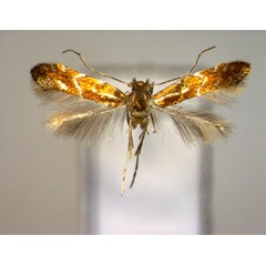 /filer/webapps/moths_gc/media/images/T/tribhuvani_Phyllonorycter_A_EIHU.jpg