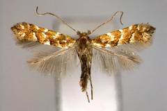 Phyllonorycter nepalensis