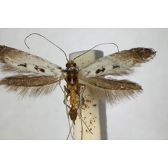 /filer/webapps/moths_gc/media/images/C/caudulatella_Ornixola_A_ZSM.jpg