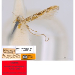 /filer/webapps/moths_gc/media/images/C/clisiophora_Acrocercops_ST1_ANIC.jpg