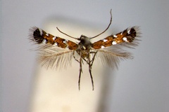 Porphyrosela teramni