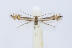 Phyllocnistis saligna