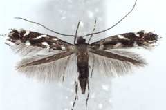 Parectopa robiniella