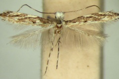 Liocrobyla tephrosiae