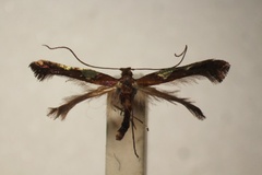 Caloptilia camaronae