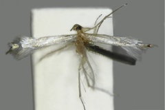 Phyllocnistis sciophanta