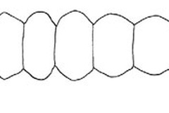 Phyllocnistis hyperpersea