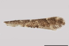 Acrocercops clitoriella