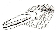 Phyllocnistis loxosticha