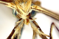 Diphtheroptila glochidia