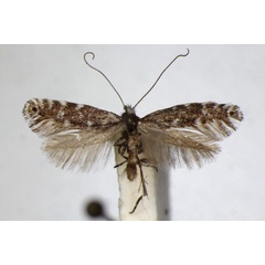 /filer/webapps/moths_gc/media/images/P/polygrammella_Parornix_A_ZSM_4.jpg