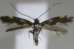 Euspilapteryx auroguttella