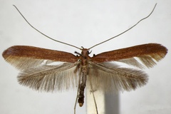 Caloptilia betulicola