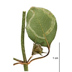 /filer/webapps/moths_gc/media/images/B/botanica_Sabulopteryx_mine_Hoare-et-al_2019_49_2.jpg