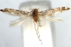 Phyllonorycter jabalshamsi