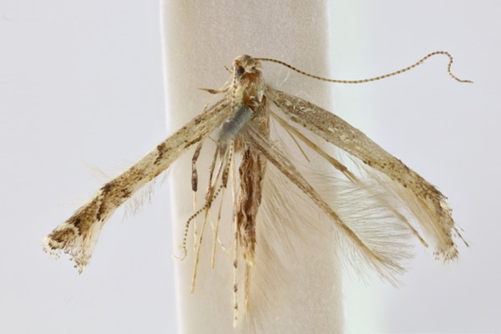 /filer/webapps/moths_gc/media/images/C/caementosa_Acrocercops_STNHMUK010922941_BMNH.jpg