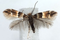 Phyllonorycter tristrigella