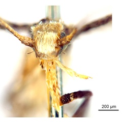 /filer/webapps/moths_gc/media/images/P/pinna_Ponga_HT_head1_De-Prins-etal_2025_274.jpg