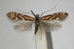 Phyllonorycter salictella