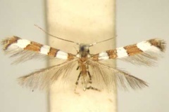 Dialectica pavonicola