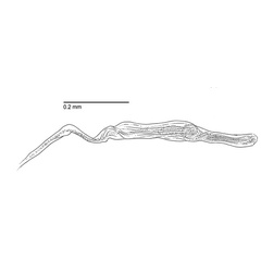 /filer/webapps/moths_gc/media/images/L/longipalpa_Phyllocnistis_HT_GM_aedeagus_Davis-et-Wagner_2011_69.jpg