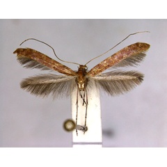 /filer/webapps/moths_gc/media/images/A/agrifoliella_Caloptilia_A_EIHU.jpg