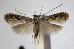 Parornix devoniella