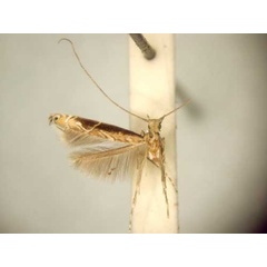 /filer/webapps/moths_gc/media/images/E/euphanes_Conopomorpha_HT_TMSA6051.jpg