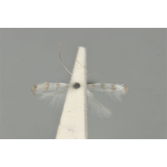 /filer/webapps/moths_gc/media/images/P/pertenuis_Acrocercops_HT_ANIC31-010805_ventral.jpg