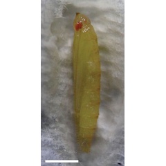 /filer/webapps/moths_gc/media/images/A/ambrosiavora_Atacamaptilia_pupa3_Espinoza-Donoso-etal_2022_416.jpg