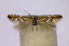 Phyllonorycter deschkai
