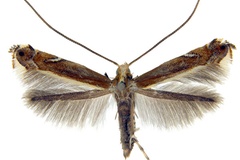 Neurostrota gunniella