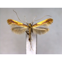 /filer/webapps/moths_gc/media/images/S/sapporella_Caloptilia_A_EIHU.jpg