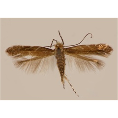 /filer/webapps/moths_gc/media/images/L/lantanella_Cremastobombycia_A_JDP.jpg