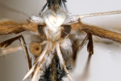Acrocercops euryschema