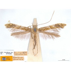 /filer/webapps/moths_gc/media/images/L/loxocentra_Caloptilia_HT_ANIC.jpg