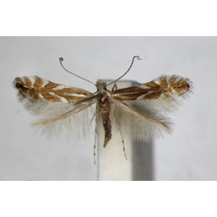 /filer/webapps/moths_gc/media/images/E/esperella_quinnata_Phyllonorycter_A_ZSM_2.jpg