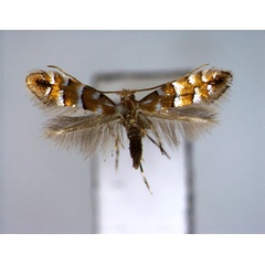 /filer/webapps/moths_gc/media/images/V/viburni_Phyllonorycter_A_EIHU.jpg