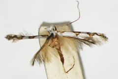Acrocercops nolckeniella