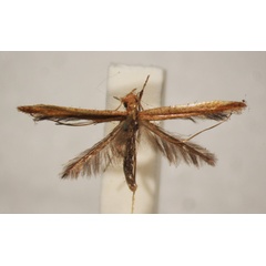 /filer/webapps/moths_gc/media/images/E/eolampis_Caloptilia_ST_BMNH-(E)-1410656_BMNH.jpg
