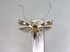 /filer/webapps/moths_gc/media/images/T/thoi_Monocercops_PT_EIHU.jpg