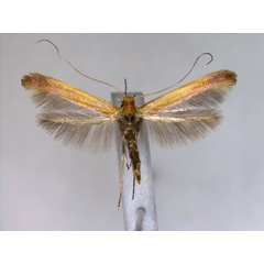 /filer/webapps/moths_gc/media/images/A/alni_Caloptilia_A_EIHU.jpg