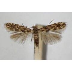 /filer/webapps/moths_gc/media/images/P/pastorella_Phyllonorycter_A_ZSM_2.jpg