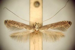 Pleiomorpha eumeces