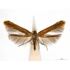 /filer/webapps/moths_gc/media/images/E/eumetalla_Polysoma_AM_A120_ANIC.jpg